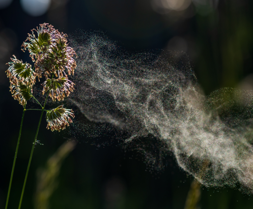 Άνοιξη και αλλεργίες