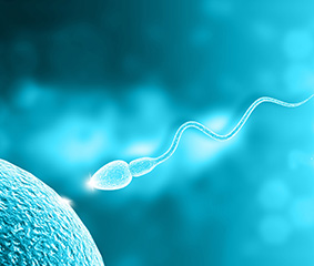 Ο κρίσιμος ρόλος της ανδρικής γονιμότητας στην εξέλιξη της Αναπαραγωγής