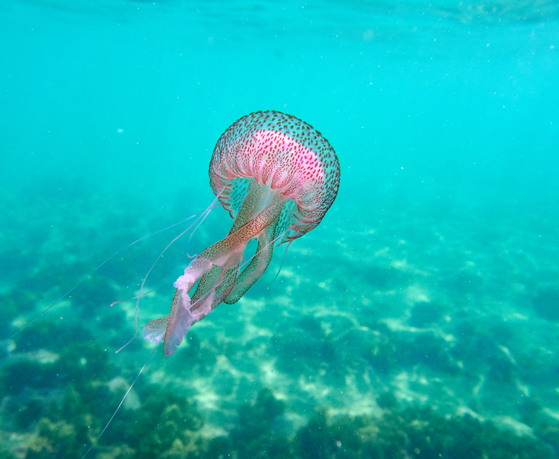 Pelagia noctiluca & άλλες «τσούχτρες»… Τι ΔΕΝ κάνουμε και τι κάνουμε σε περίπτωση επαφής με μοβ μέδουσα