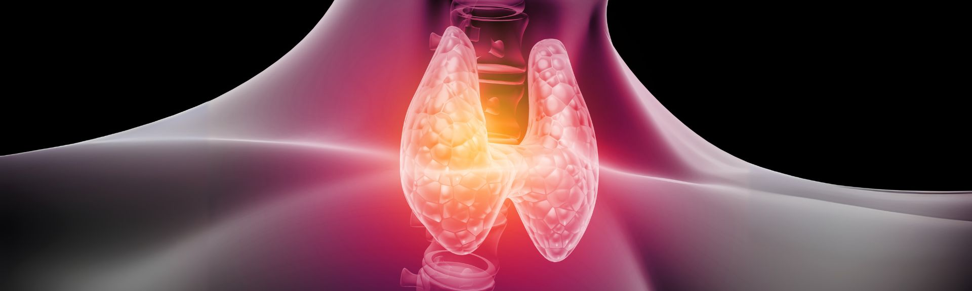 Iodine Uptake (4h/24h/48h)