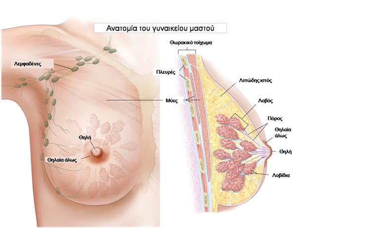 Breast Cancer Development