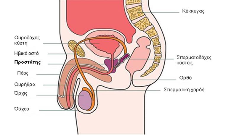 Prostae Cancer