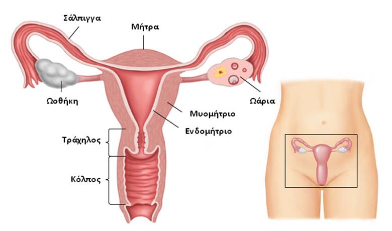 ζώνη εξασθενημένη κοιλιά)